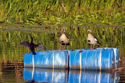Reed Cormorant (Microcarbo africanus), photo 5