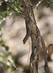 Anolis jubar oriens