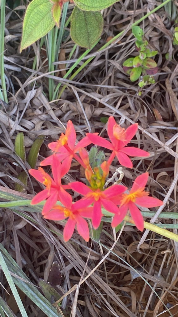Epidendrum cinnabarina Salzm. ex Lindl. 2