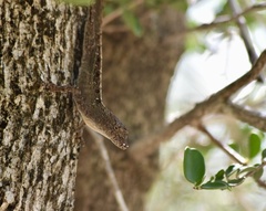 Anolis jubar oriens