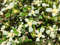 Spyridium coactilifolium