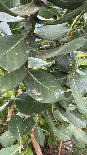 Calotropis procera observed 2026-01-24