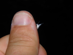 Prociphilus xylostei