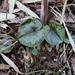 Asarum fauriei takaoi - Photo (c) 空猫 T. N, some rights reserved (CC BY-NC), uploaded by 空猫 T. N