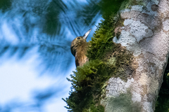 Xiphorhynchus triangularis