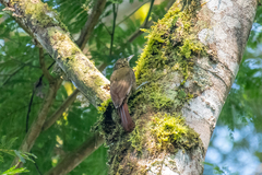 Xiphorhynchus triangularis