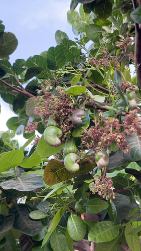 cashew