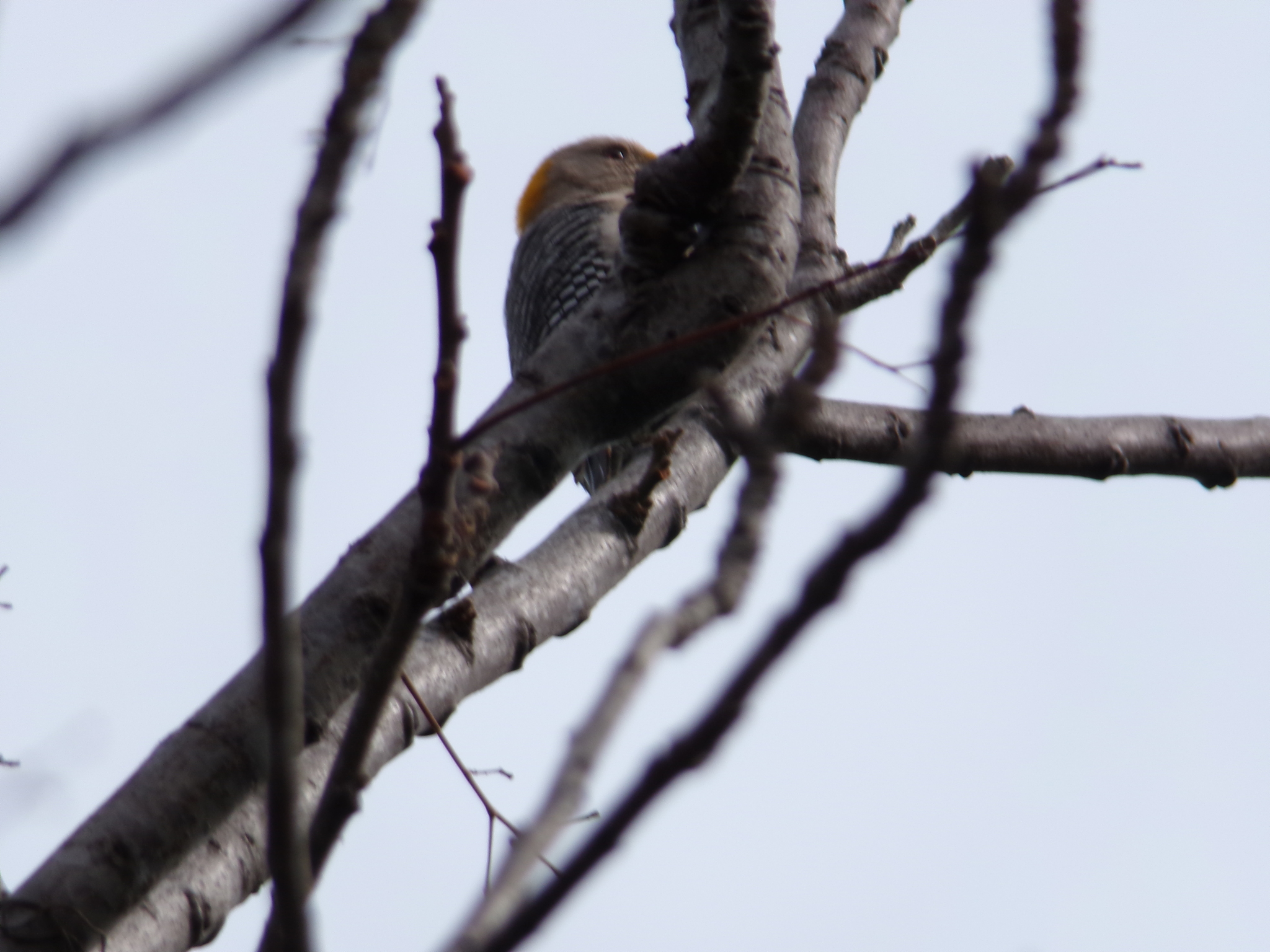 Golden-fronted Woodpecker (Melanerpes aurifrons), photo 8