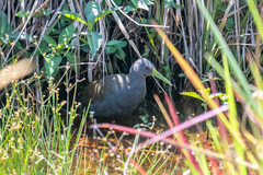 Pardirallus nigricans