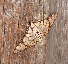 Aphytoceros lucusalis