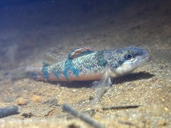 Trispot Darter photo 1