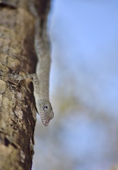 Anolis argenteolus