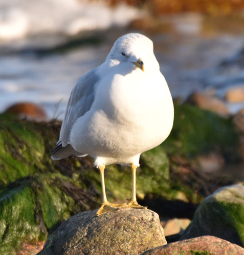 Ring-billed Gull photographed in Massachusetts
