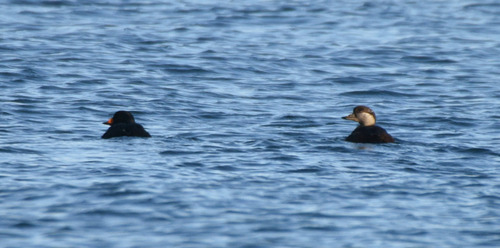 Black Scoter (Melanitta americana)