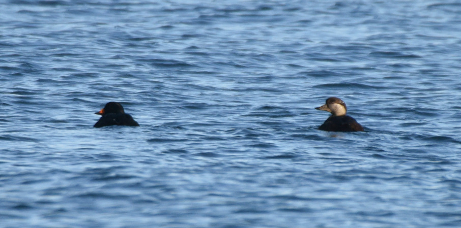 Black Scoter (Melanitta americana), photo 1