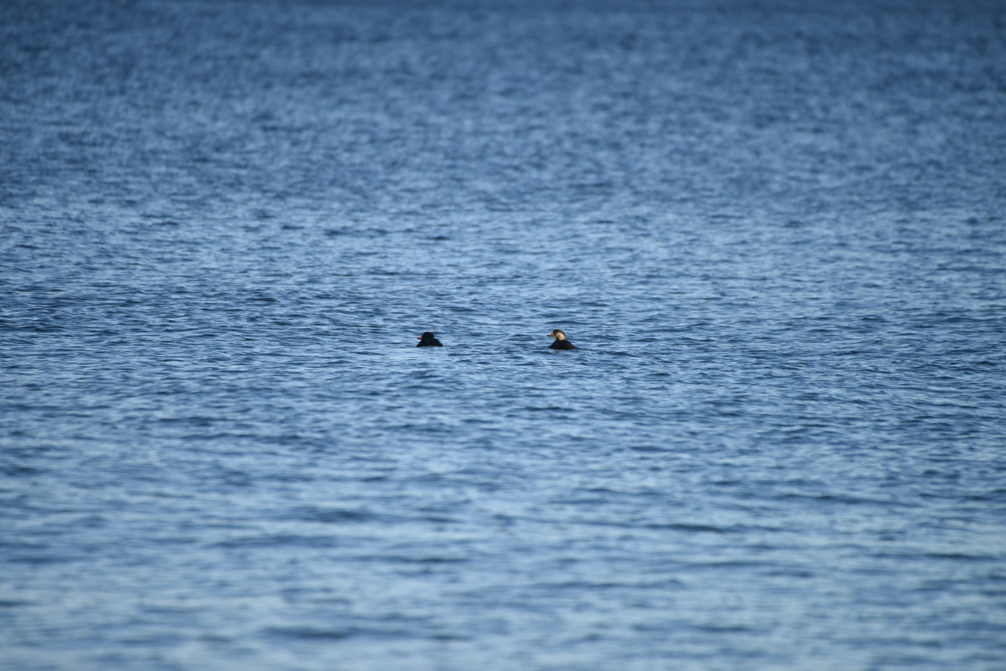 Black Scoter (Melanitta americana), photo 2