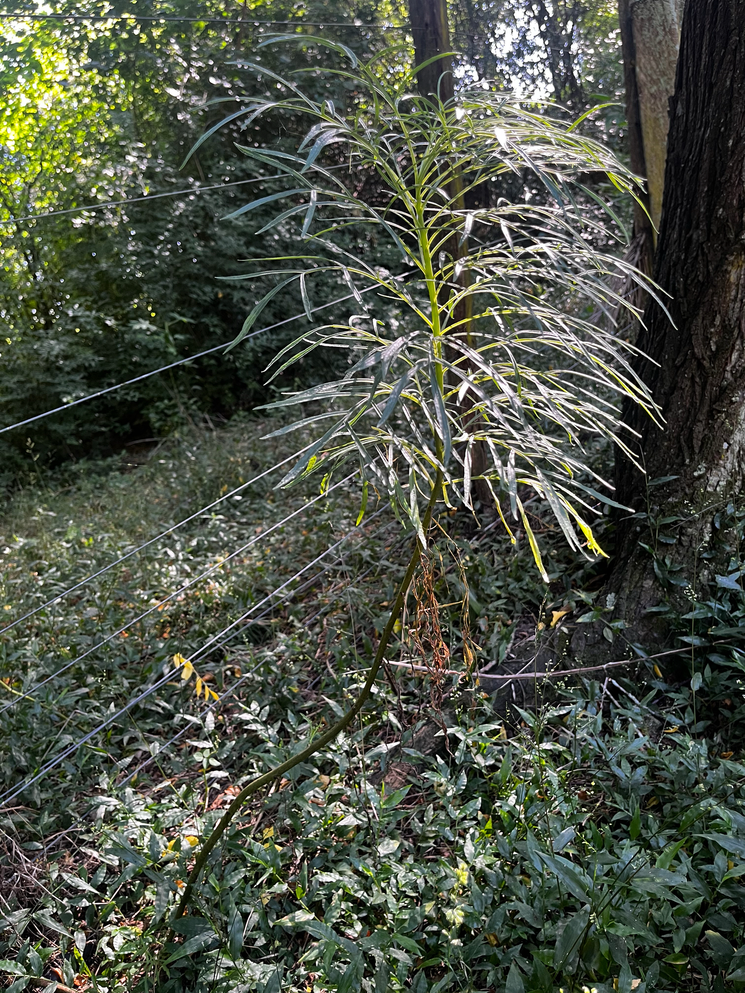 Imagem de Maria Mole