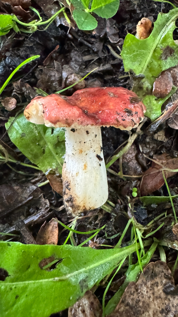 Russula ionochlora · January 2026 · photo: © frankashwood (iNaturalist, cc-by)