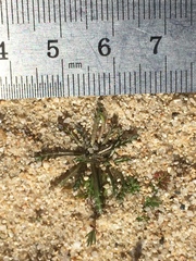 Gilia tenuiflora