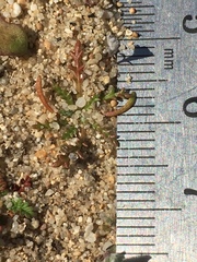 Gilia tenuiflora