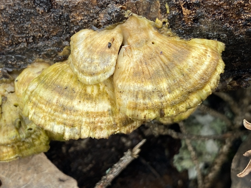 Trametes ochracea · January 2026 · photo: © pei-ott (iNaturalist, cc-by)