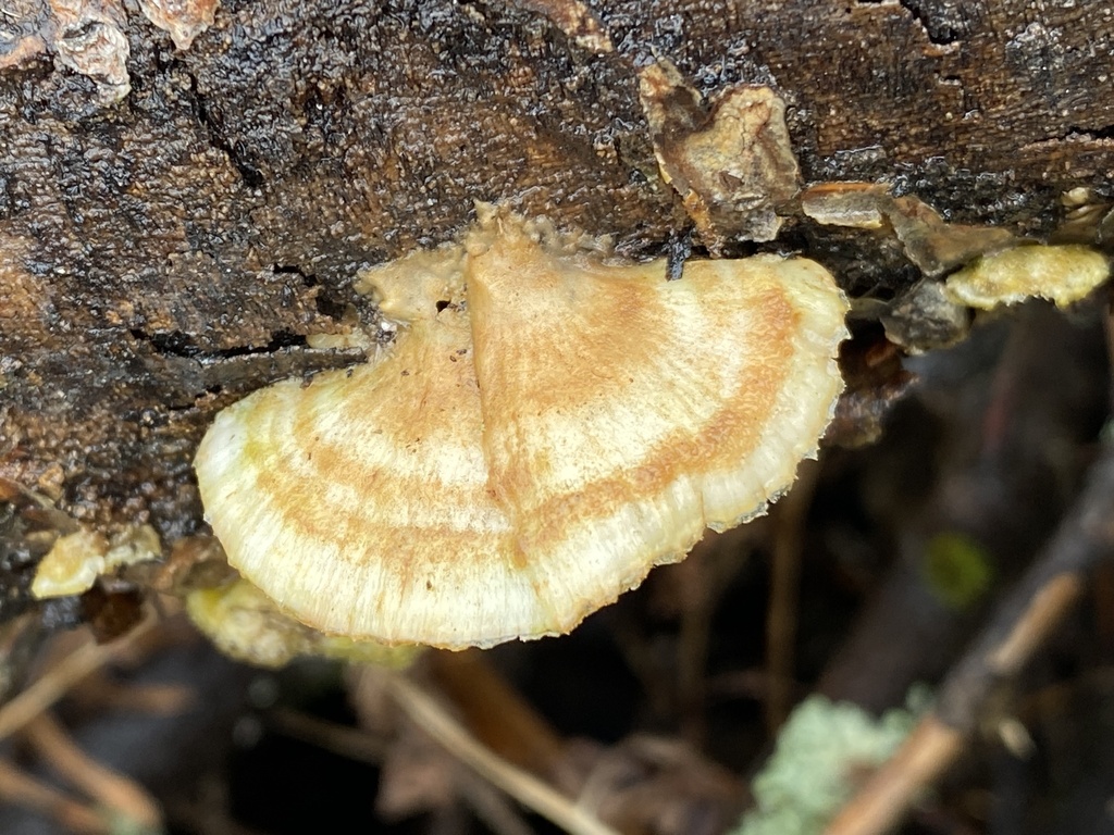 Trametes ochracea · January 2026 · photo: © pei-ott (iNaturalist, cc-by)