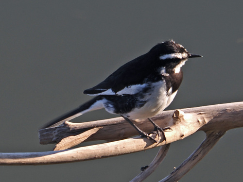 iNaturalist: (c) Felix Riegel, some rights reserved (CC BY-NC), uploaded by Felix Riegel iNaturalist image