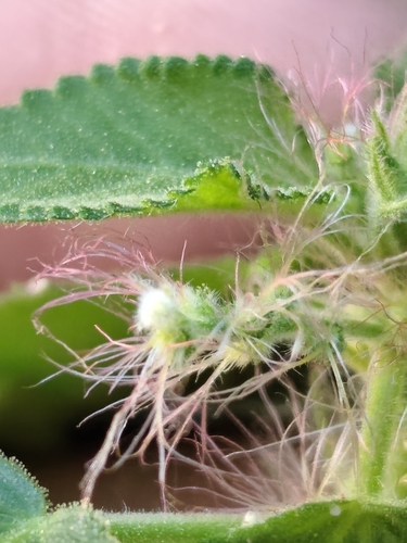 Acalypha californica, photograph 3