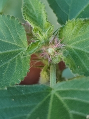Acalypha californica, photograph author not stated, no rights reserved