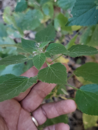 Acalypha californica, photograph 5
