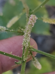 Acalypha californica, photograph author not stated, no rights reserved