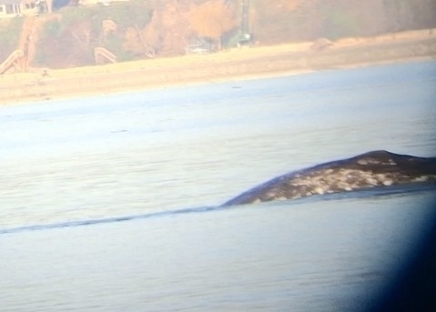 Gray whale