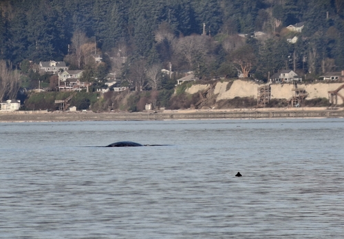 Gray whale