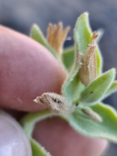 Mirabilis tenuiloba, photograph 1