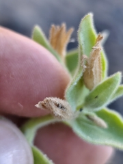 Mirabilis tenuiloba