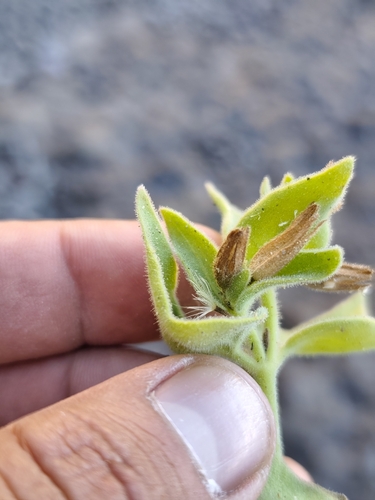 Mirabilis tenuiloba, photograph 4