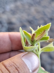Mirabilis tenuiloba, photograph author not stated, no rights reserved