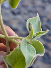 Mirabilis tenuiloba, photograph author not stated, no rights reserved