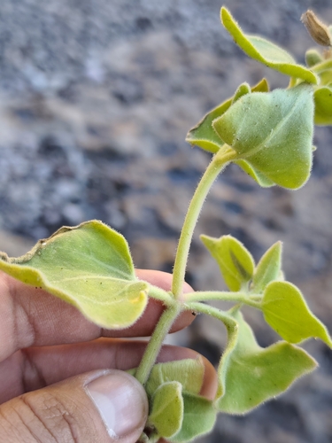 Mirabilis tenuiloba, photograph 6