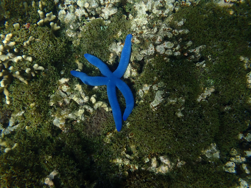Linckia laevigata observed 2026-01-24