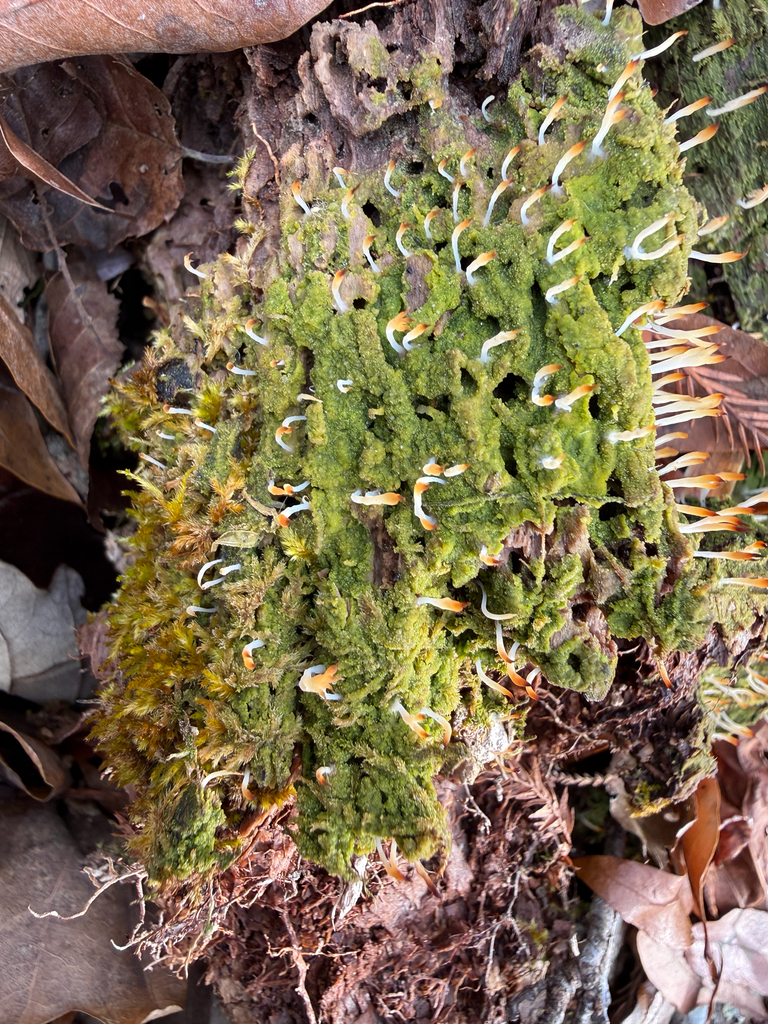 Multiclavula mucida · January 2026 · photo: © aviatrix-79 (iNaturalist, cc-by-sa)
