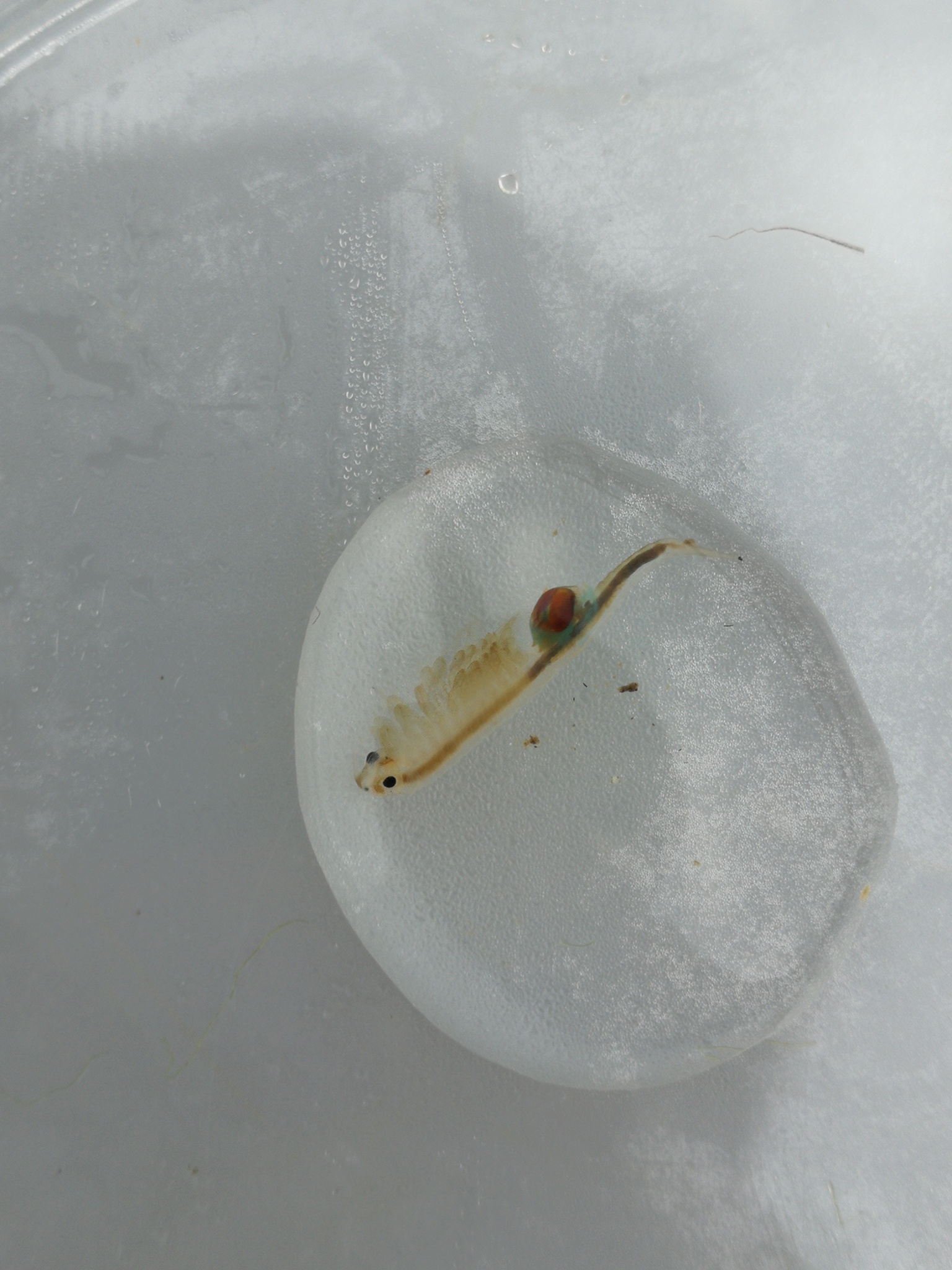 Tanymastix stagnalis (Linnaeus, 1758)