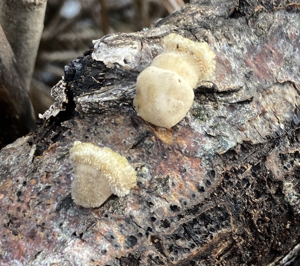 Ptychogaster albus · January 2026 · photo: © pei-ott (iNaturalist, cc-by)