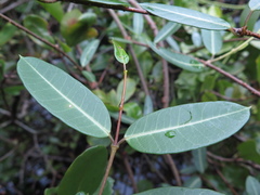 Gymnanthera oblonga