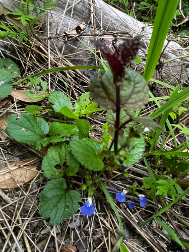 Salvia procurrens, photograph 6