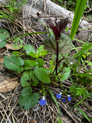 Salvia procurrens, photograph (c) Catriona Hays Howson, some rights reserved (CC BY)