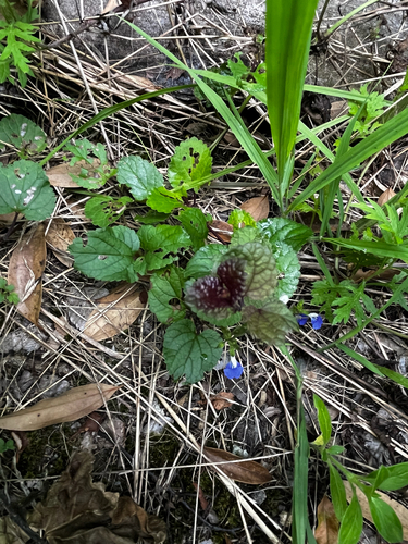 Salvia procurrens, photograph 5