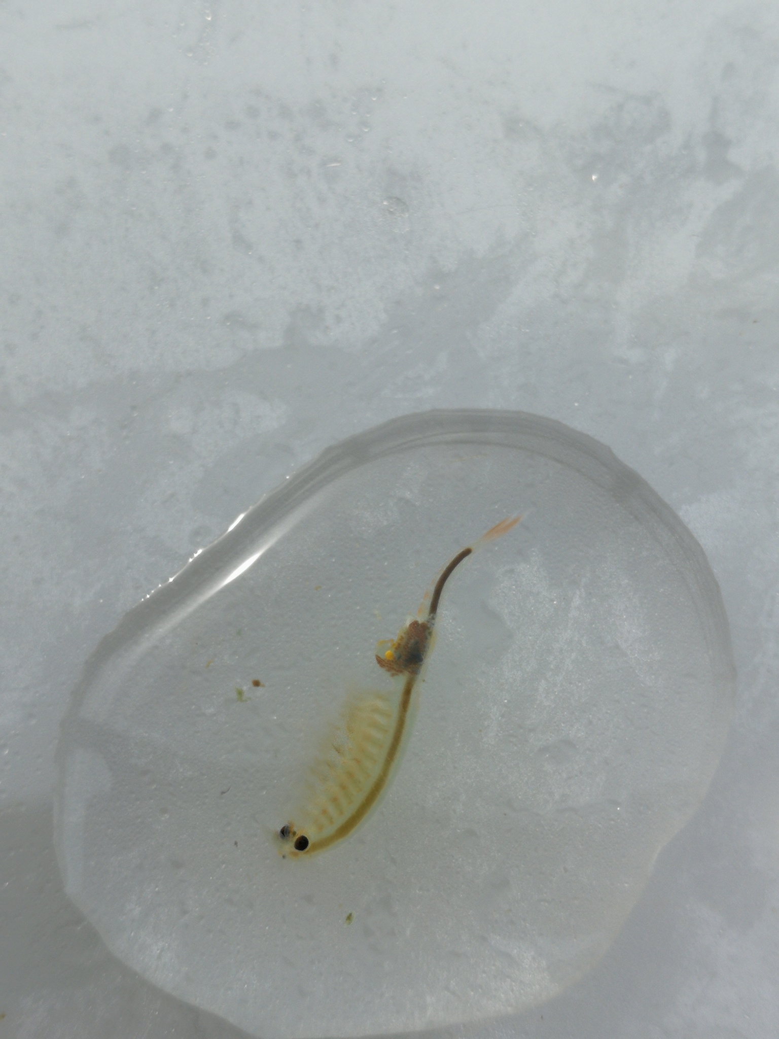 Branchipus cortesi Alonso & Jaume, 1991
