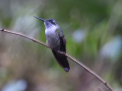 Lampornis viridipallens