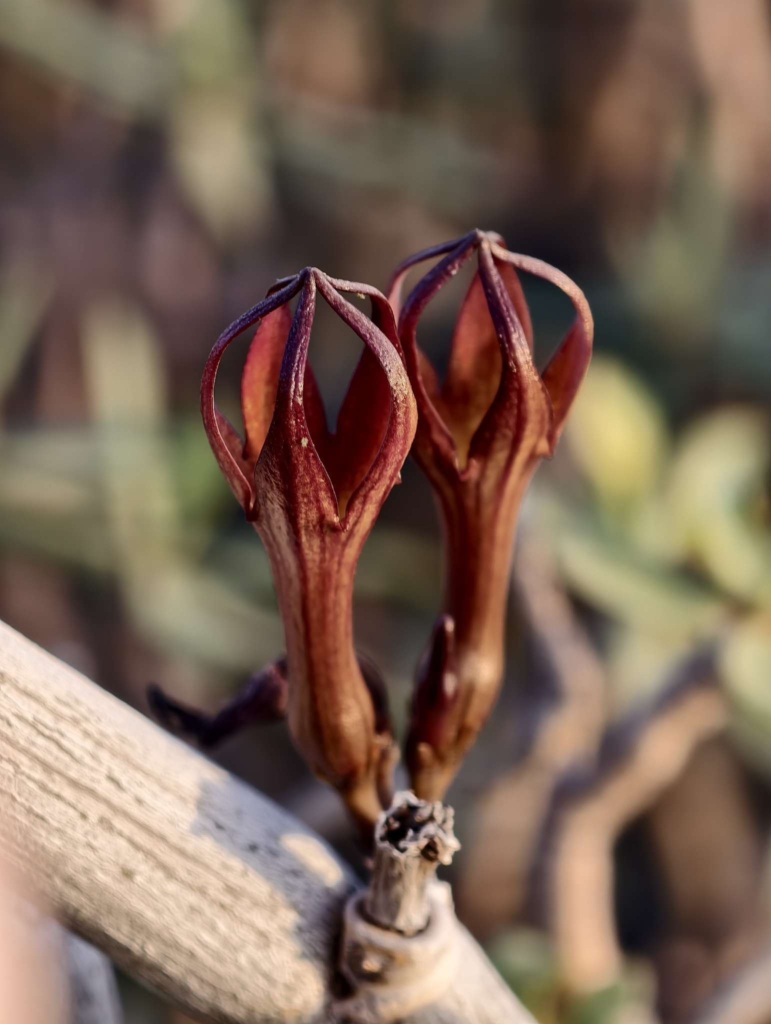 Ceropegia fusca